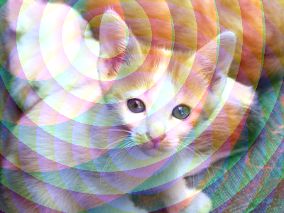 Our favorite kitten image, with circles primarily sprining from its right ear.
