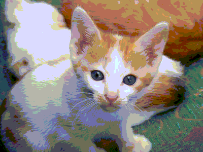 A similar kitten to the previous image