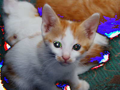 The kitten, looking a bit darker, with some ragged edges to the left and its eyes terrifyingly black.