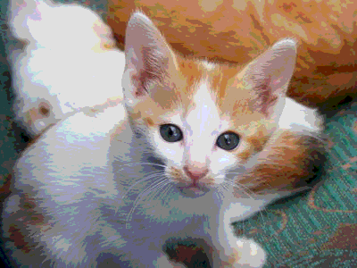 The kitten, looking more like the original, but with larger sections of identical colors.