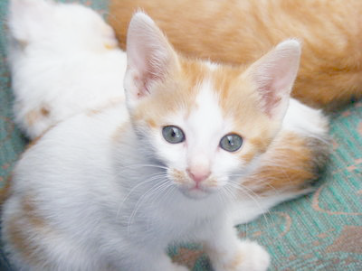 a lighter version of our kitten image