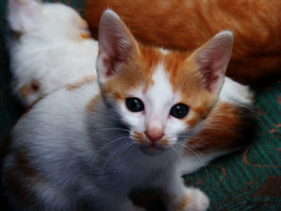 a darker version of our kitten image