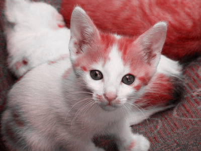 A red version of our kitten and cat. The rug is also reddish.