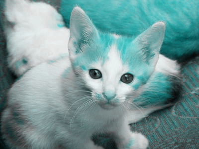 A teal version of our kitten and cat. The rug is also teal.