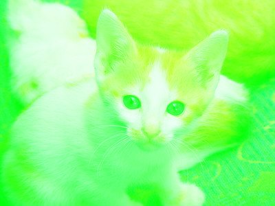 The kitten, now "washed out" with too much green.