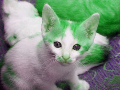 A greener version of our kitten