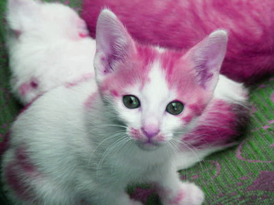 A pinker version of our kitten
