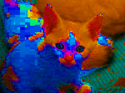 Our kitten. Most of the white areas are now blue. Orange areas are much more orange.