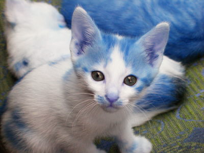 The picture of the kitten, with the kitten and cat's fur looking surprisingly blue
