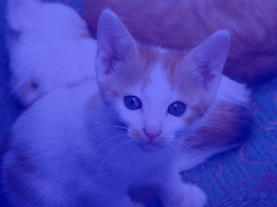 a much bluer version of the kitten image