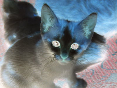 The kitten image, with colors inverted