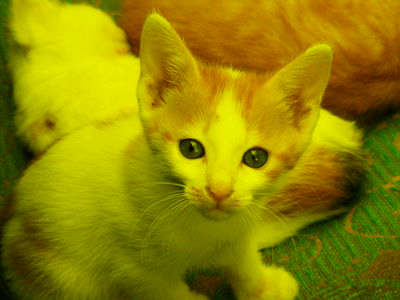 The kitten image, in shades of yellow and green