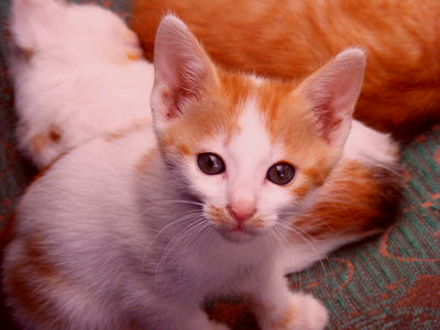 a version of the kitten image in that is both redder and darker